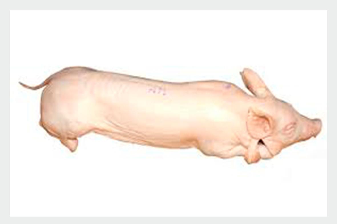 LECHON ENTERO KG