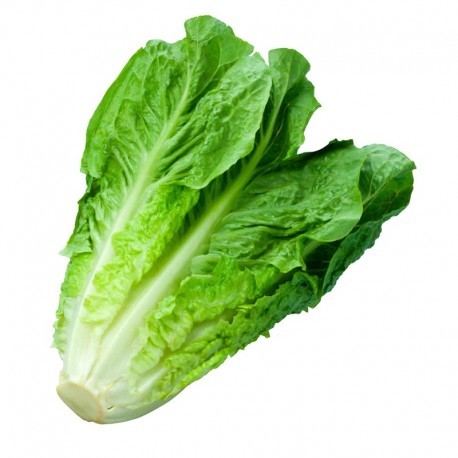 LECHUGA HOJA LARGA KG